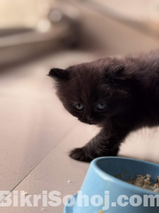 persian cat